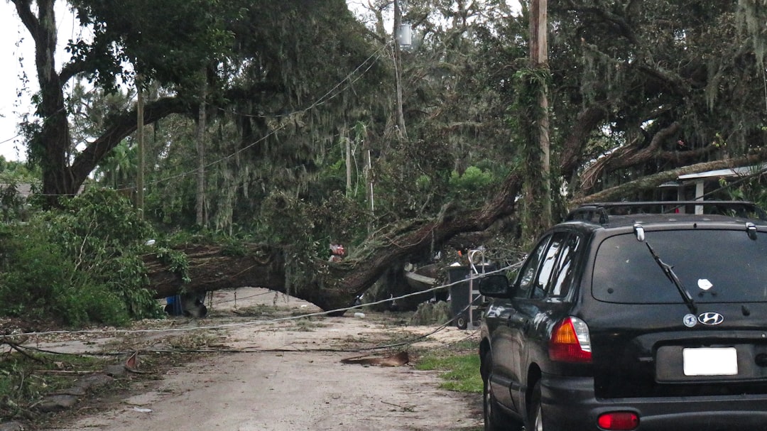 A car parked in front of a fallen tree